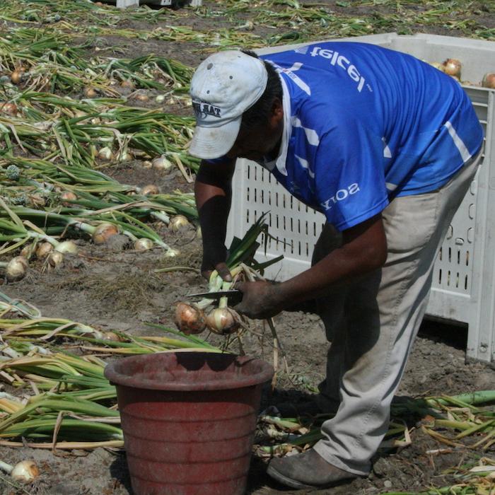 Ag labor forum provides key training for Georgia growers